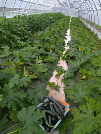 L'abeille verte L'abeille verte