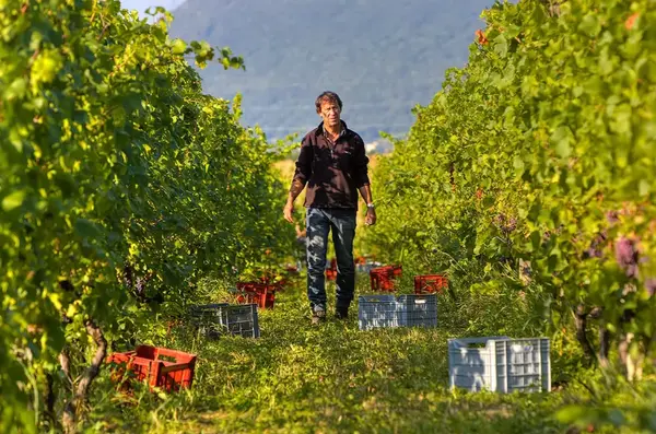 Domaine de Mucelle