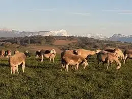 Ferme Bêêle nature Ferme Bêêle nature